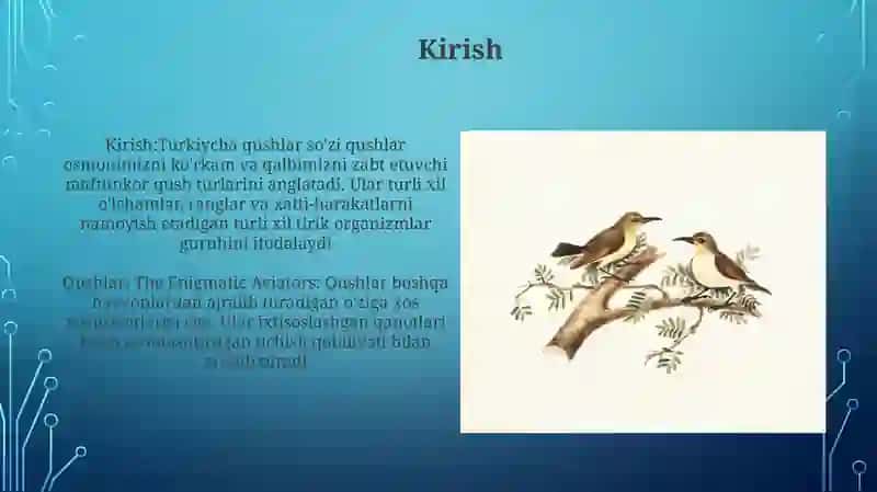 Qushlar 3
