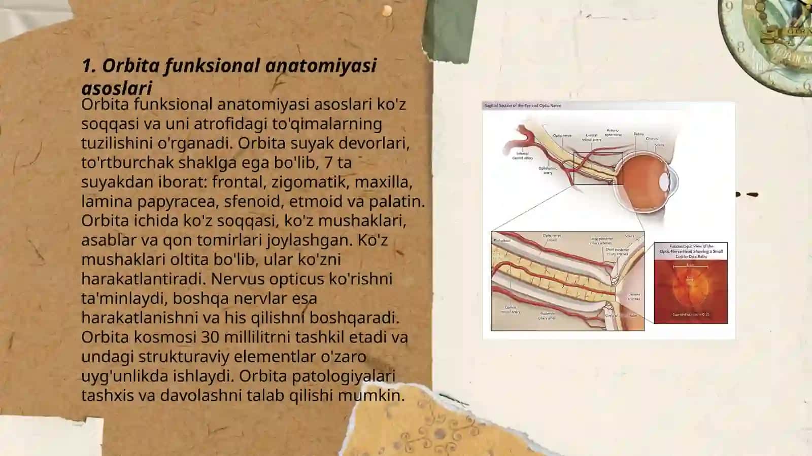 Orbita funksional anatomiyasi õsmalari 3