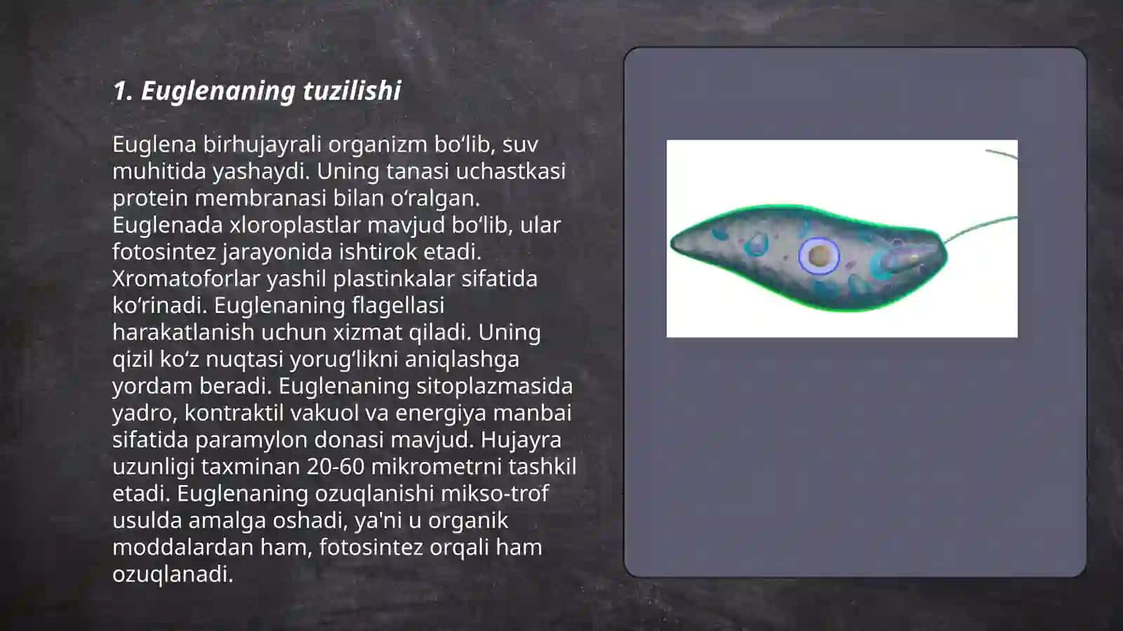 Euglena 3