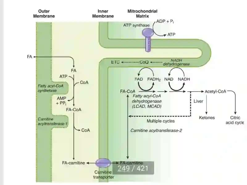 Lipid mobilization and catabolism 3