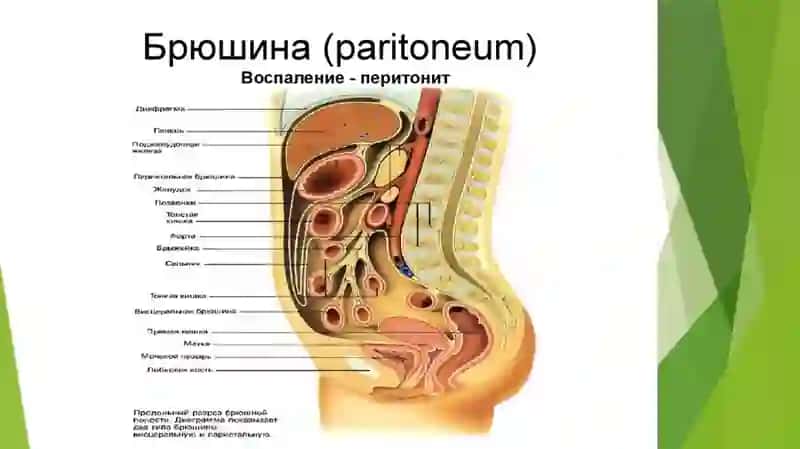 Qorinparda(peritoneum) 3
