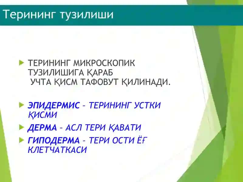 ДЕРМАТОЛОГИЯ Терининг тузилиши тери тузилиши 3