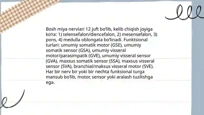 Bosh miya nervlari 3
