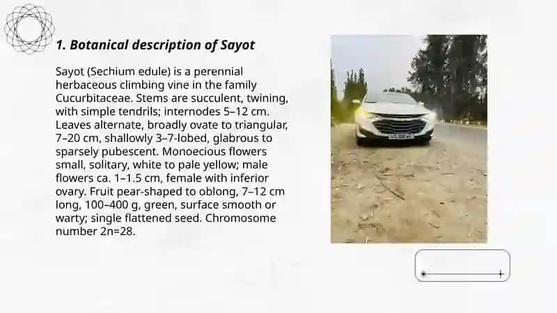 Sayot 3