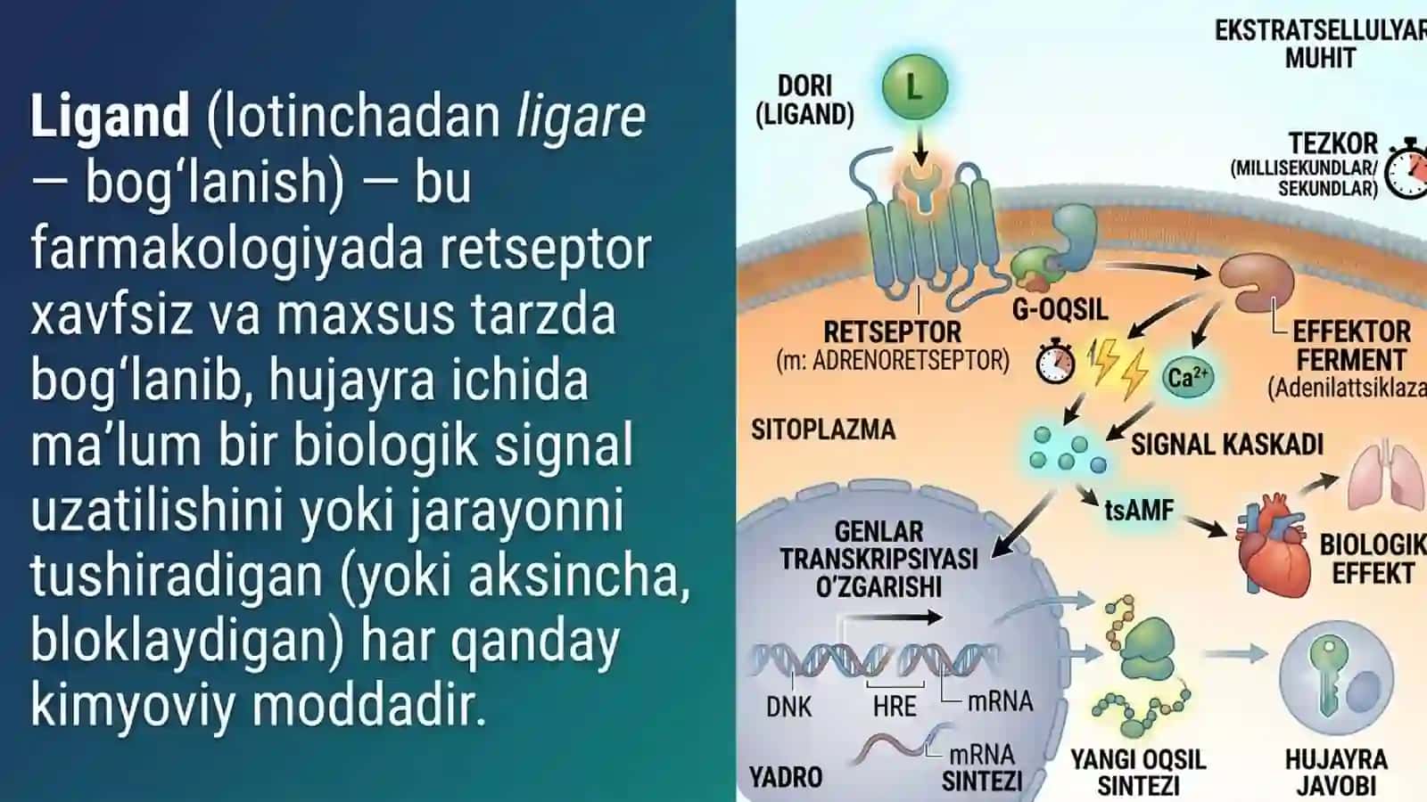 Farmakodinamika. Retseptorlar. 3