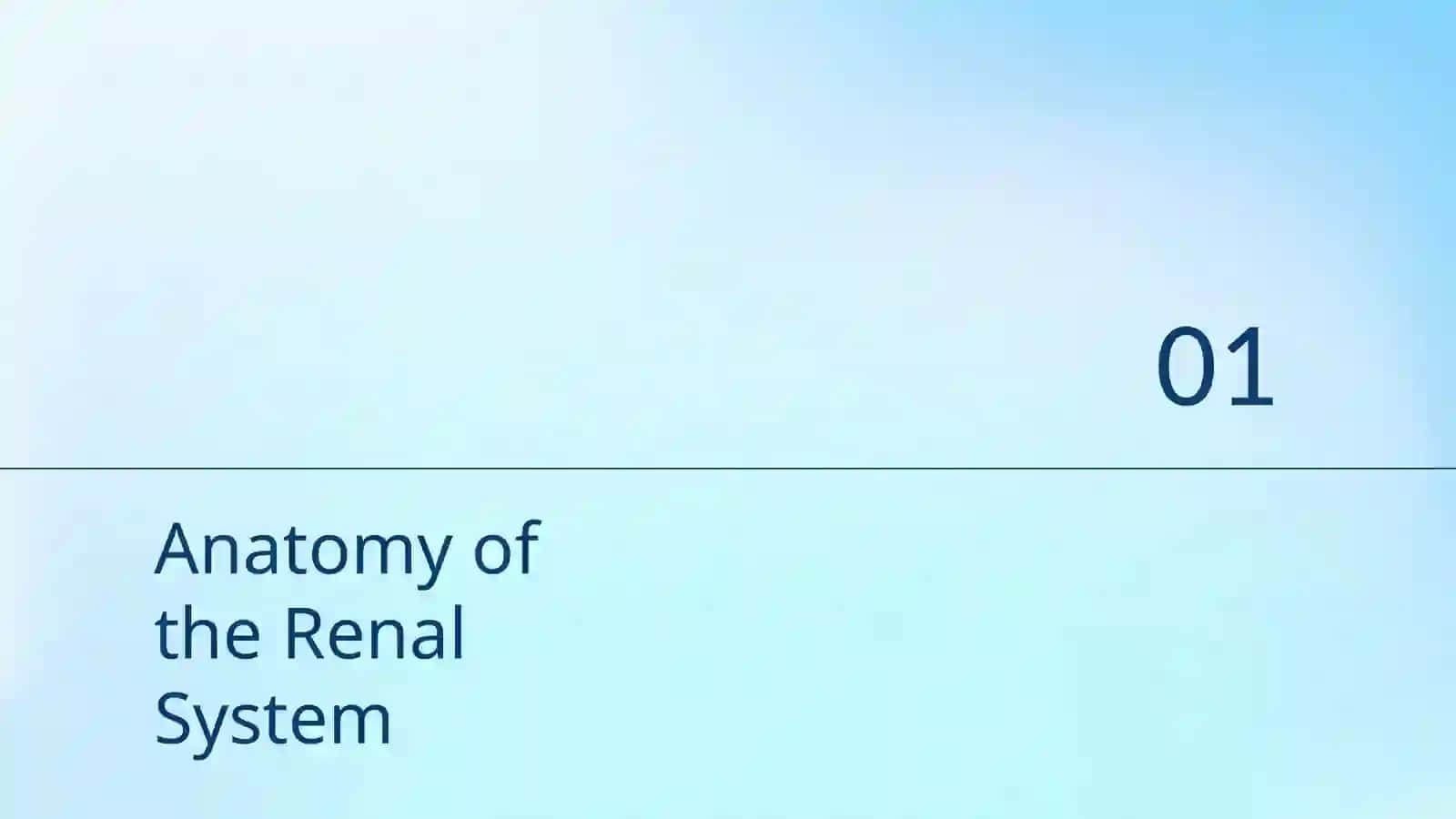 Renal System 3
