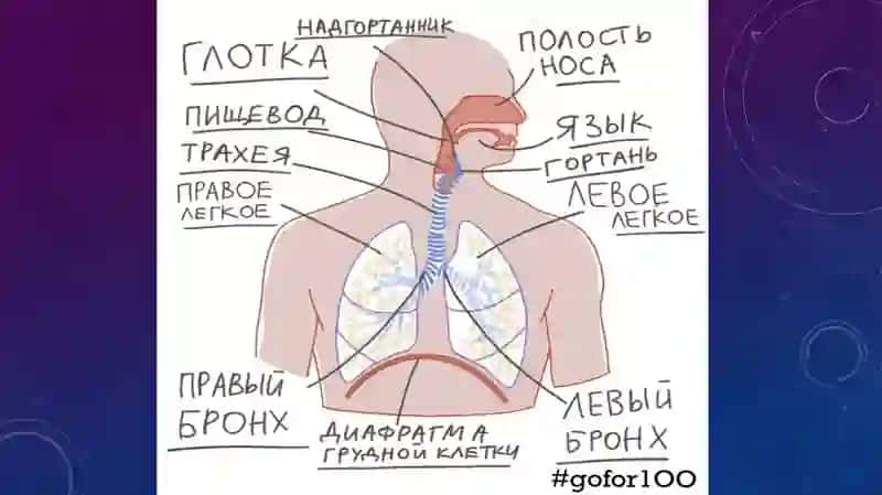 СИСТЕМА ОРГАНОВ ДЫХАНИЯ 3
