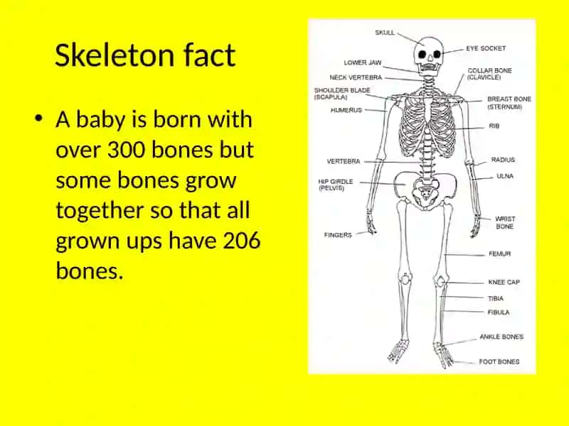 Humanskeleton 3