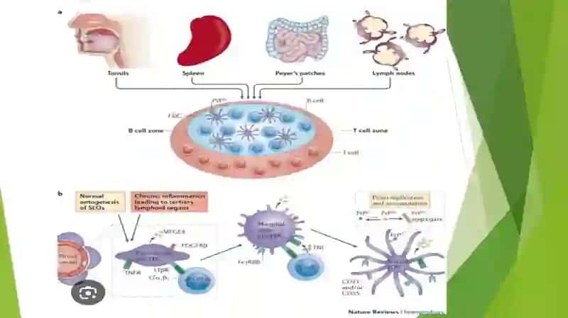 Prion kasalligi 3