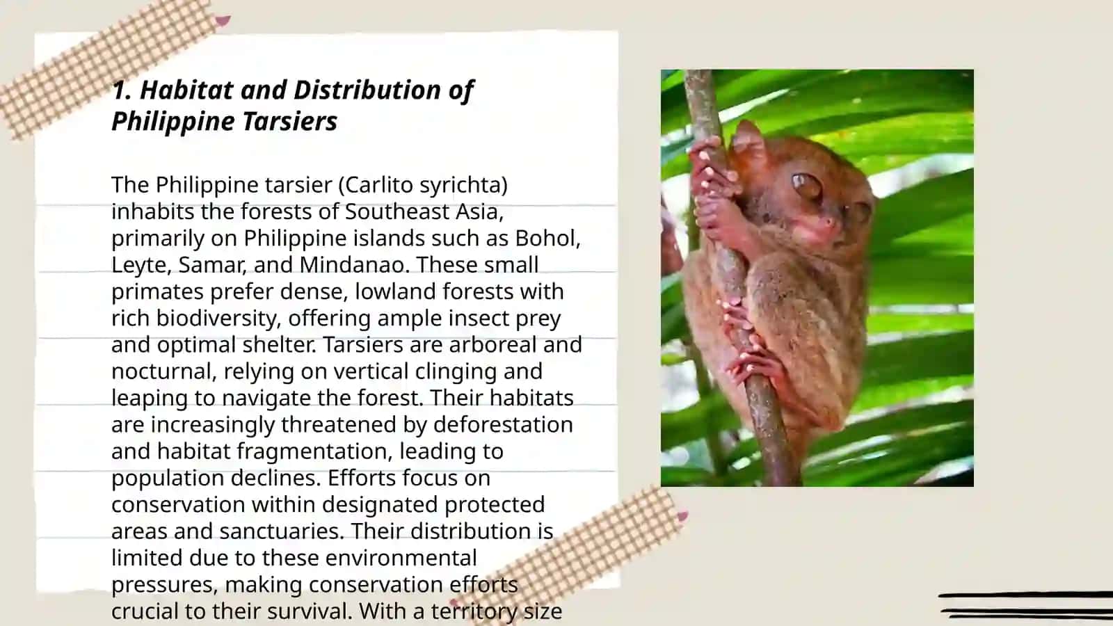 Philippine tarsiers 3