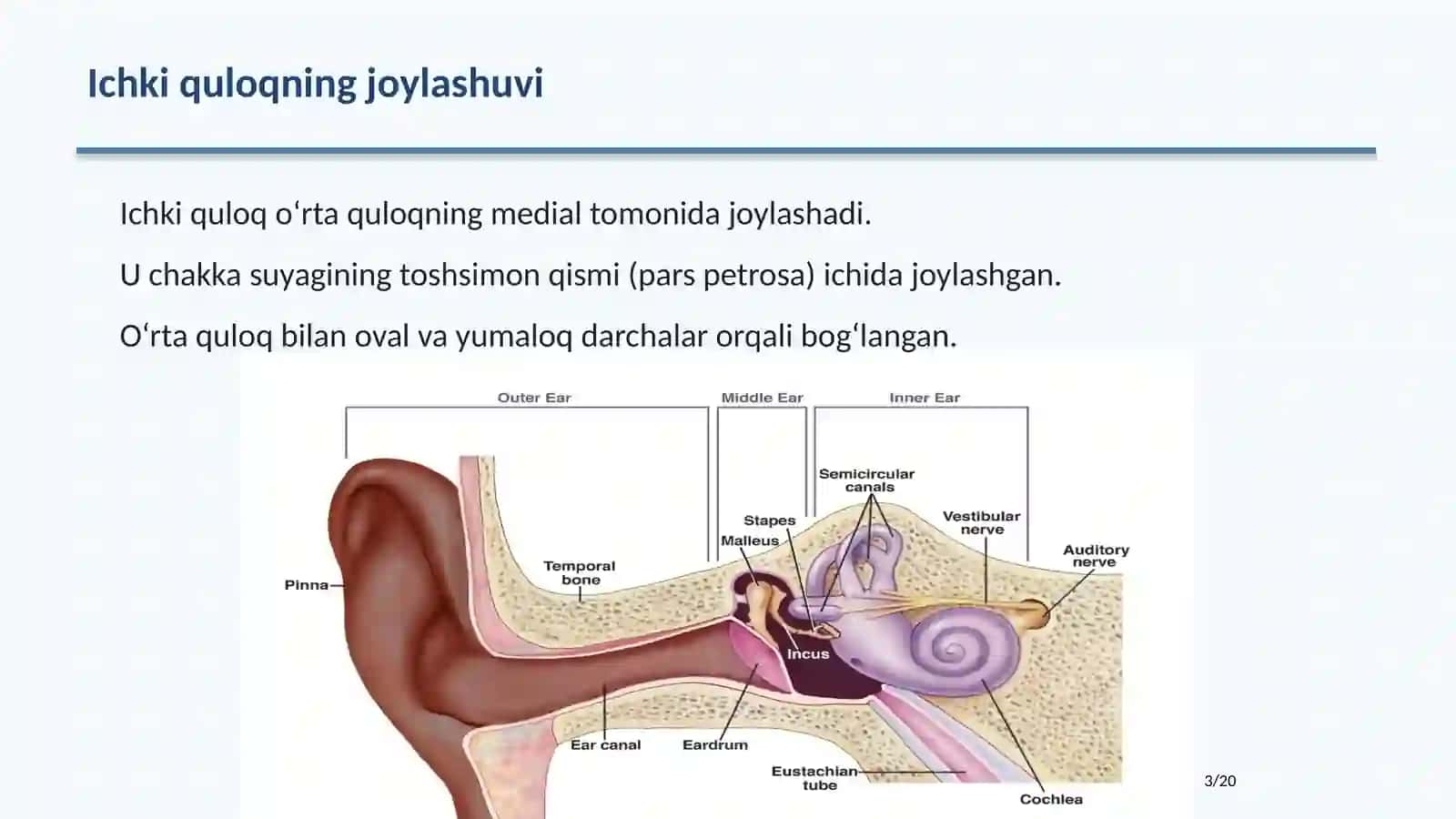 ICHKI QULOQ ANATOMIYASI 3