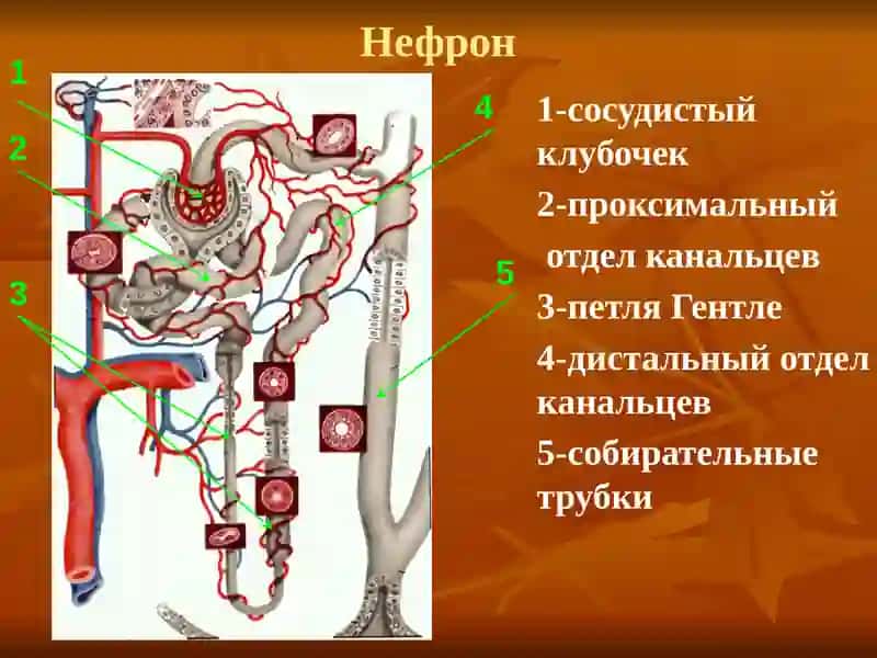 ХРОНИЧЕСКИЙ ГЛОМЕРУЛОНЕФРИТ 3