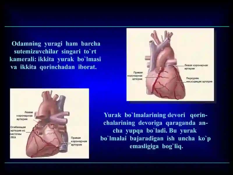YURAK 3