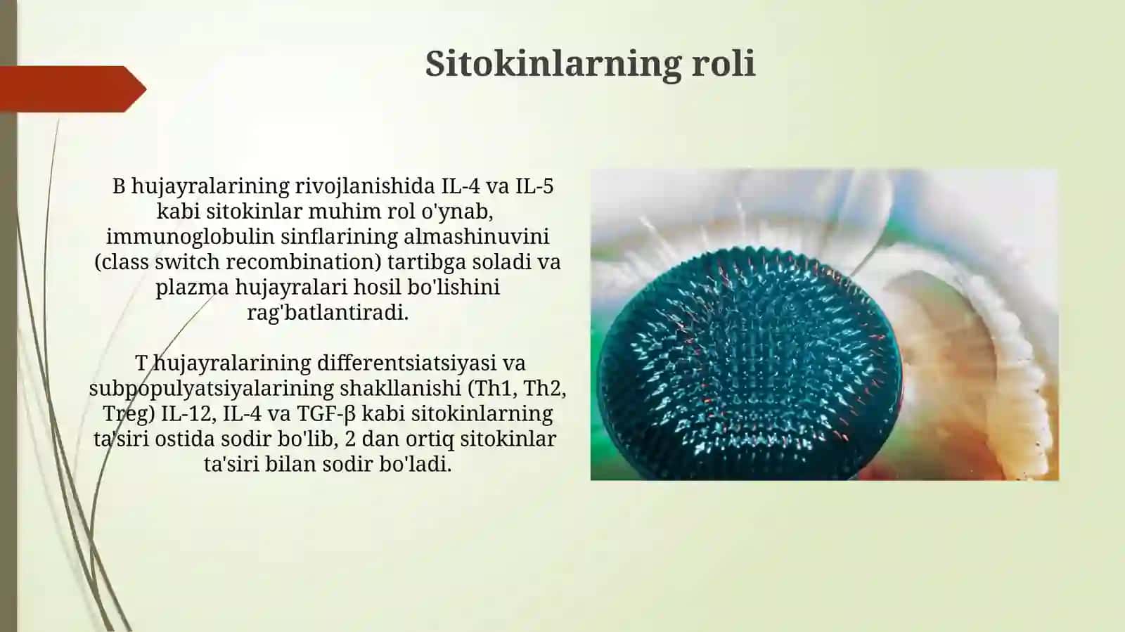 Limfotsitopoez xususiyatlari 3