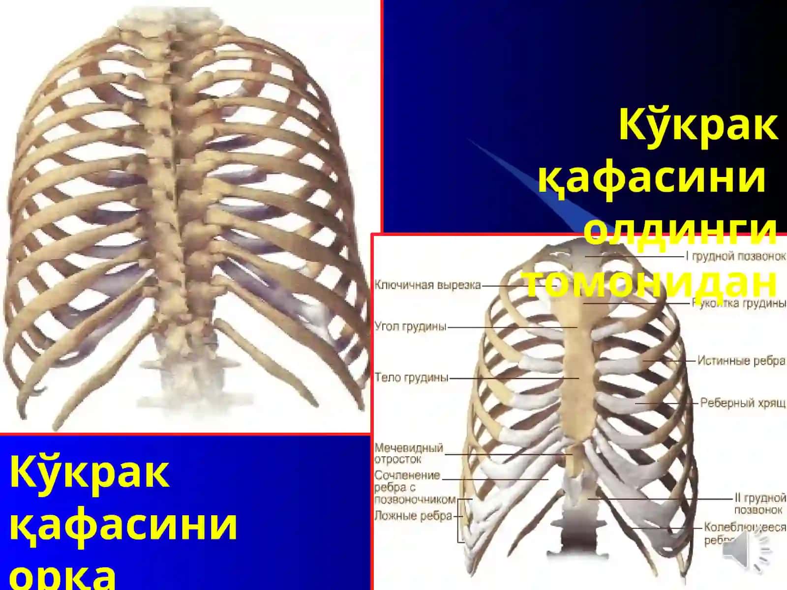 ЕЛКА КАМАРИ ВА КЎКРАК 3