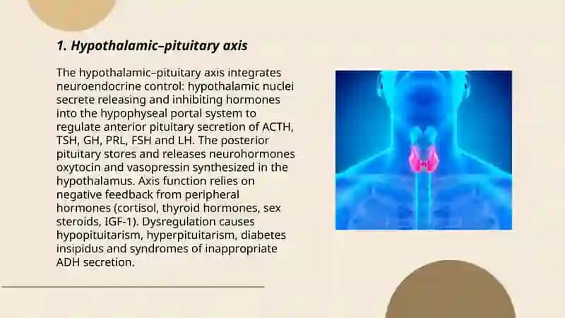 Endocrin system 3