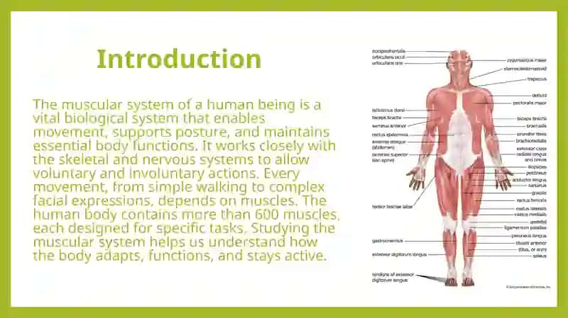 Muscular System of a Human Being 3