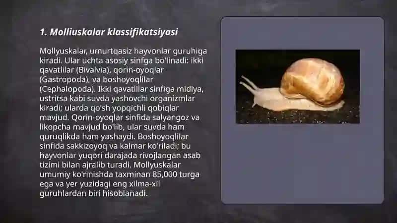 Mollyuskalar tipi 3