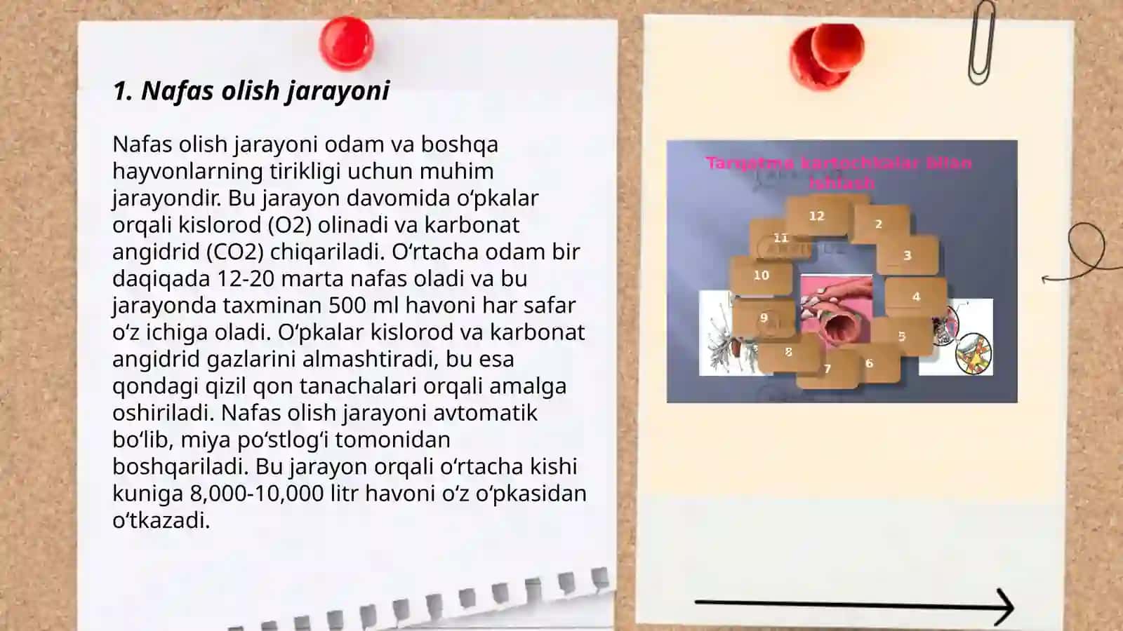 Nafas tizimi 3
