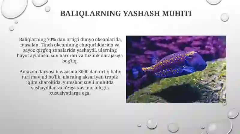 Baliqlar bo'limi 3