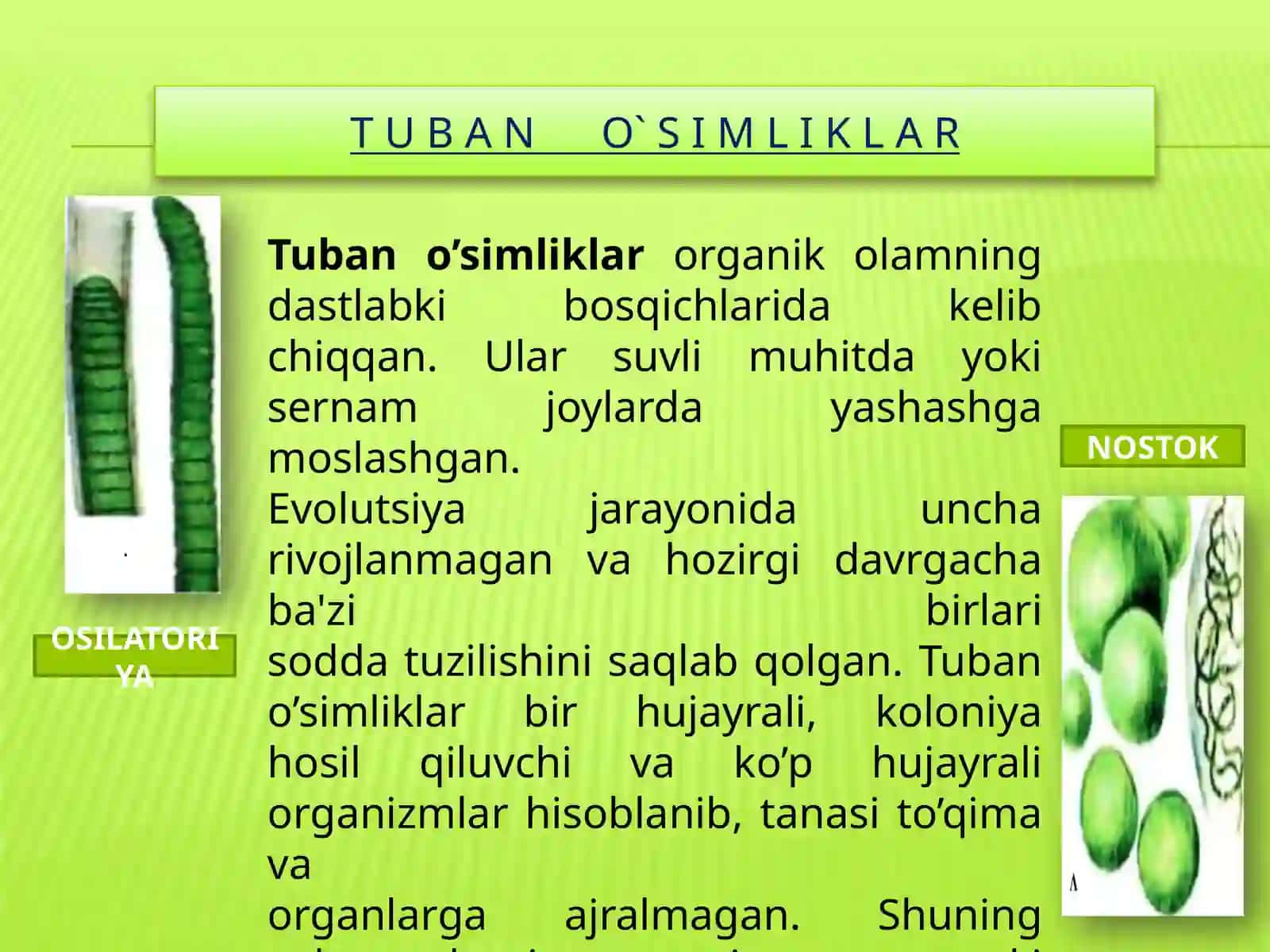 Tuban o'simliklar 3