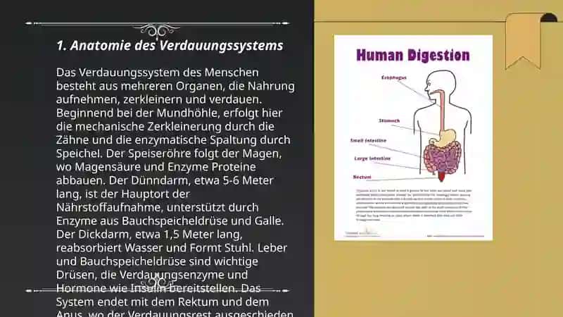 Die Verdauung 3