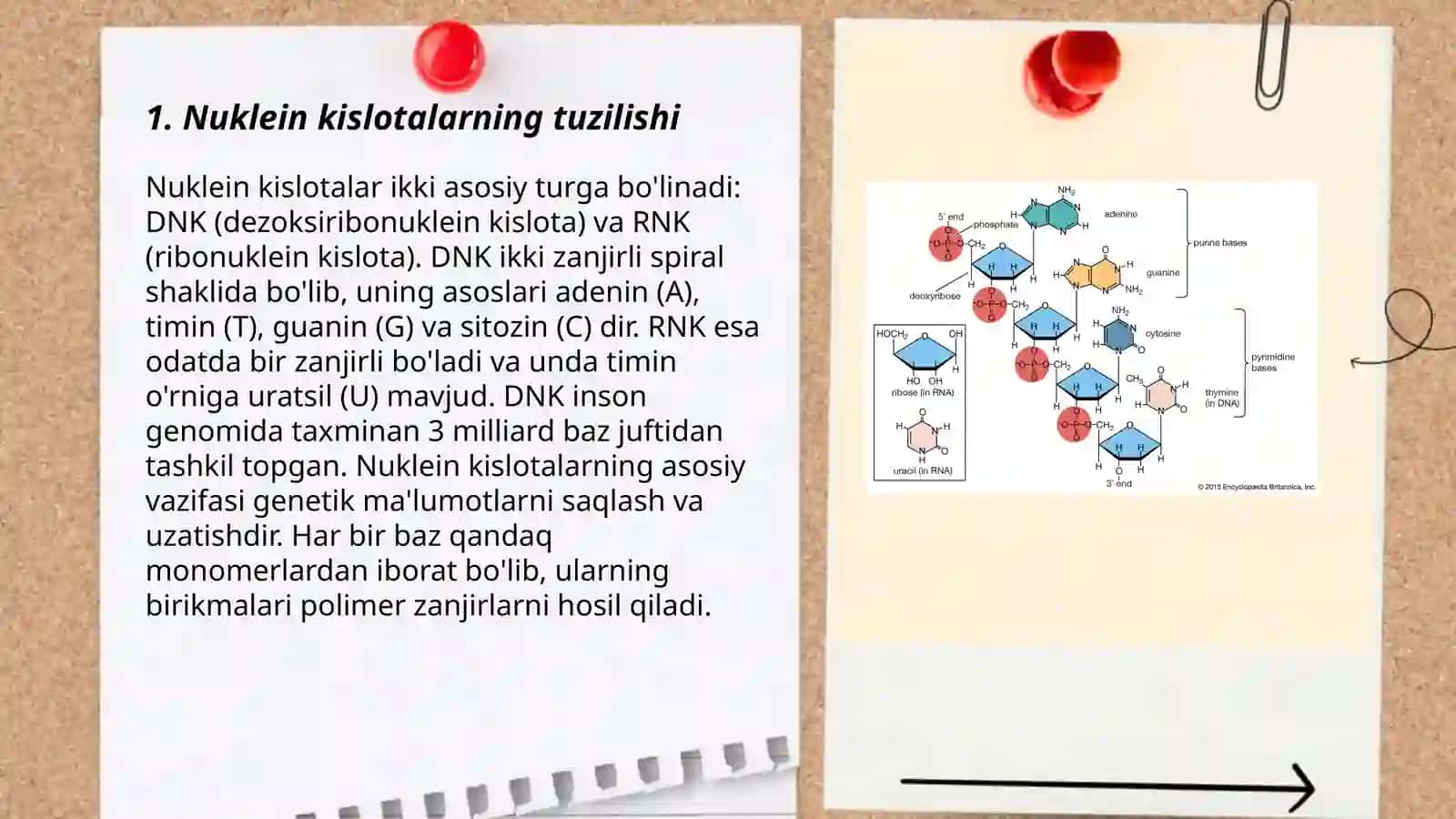 Nuklein kislotalar 3