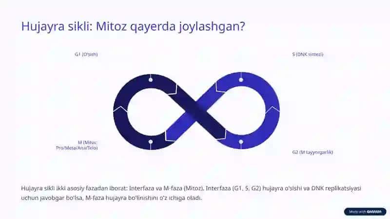 Mitozning ahamiyati 3