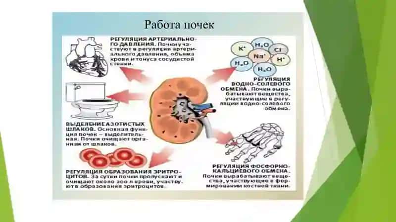 ГЛОМЕРУЛОНЕФРИТЛАР 3