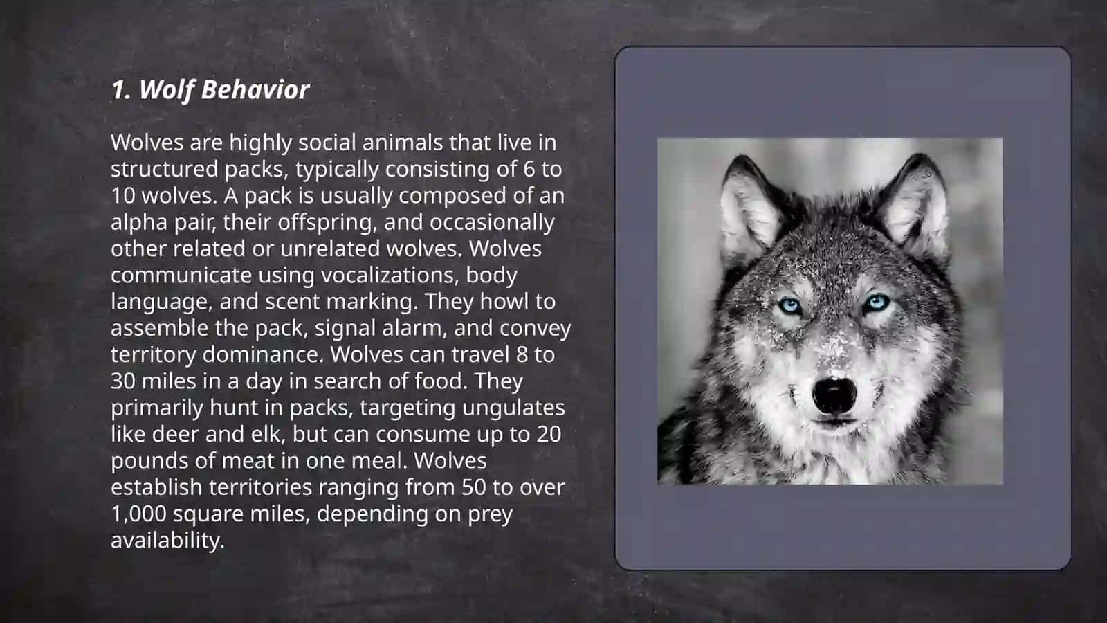 Wolf Behavior 3