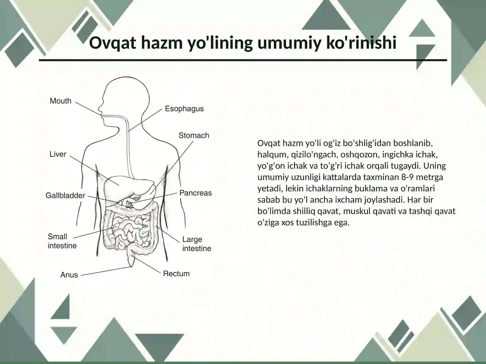 Ovqat hazm qilish tizimi 3