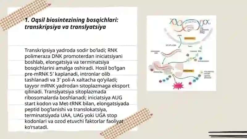 Oqsil biosintezi 3