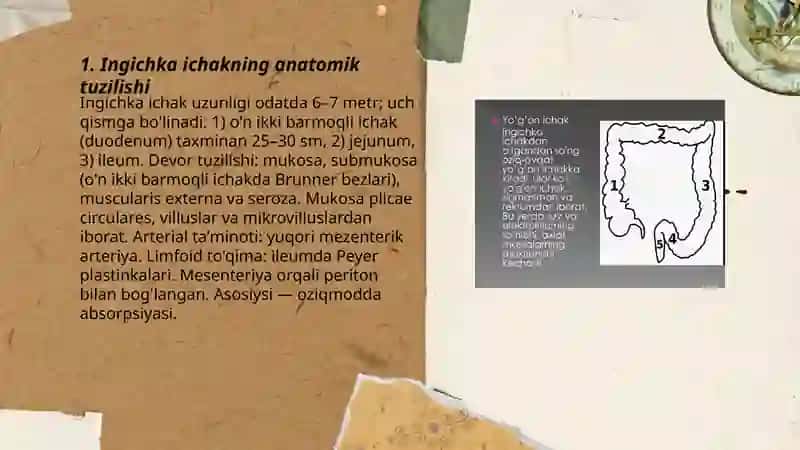 Ingichka ichak 3