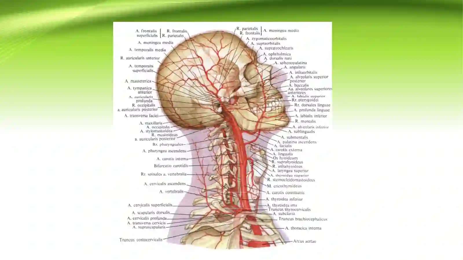 ICHKI UYQU ARTERIYASI 3