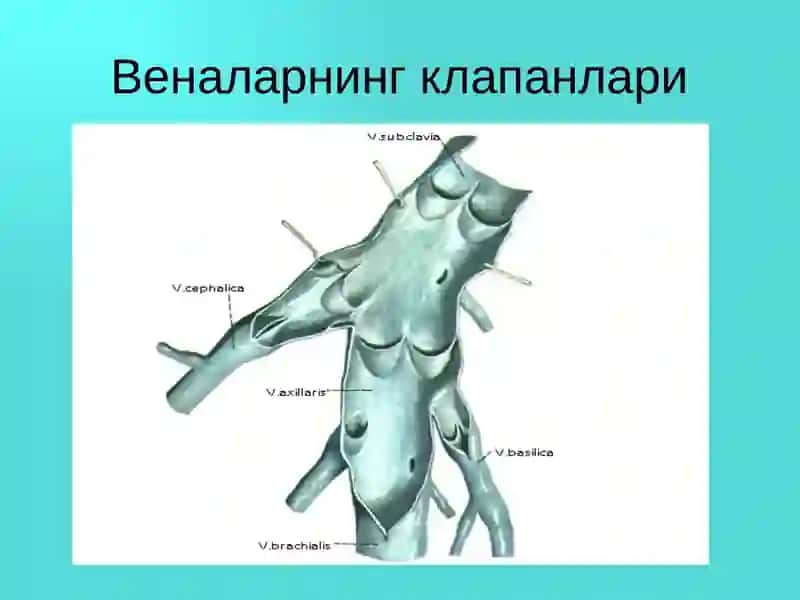 Оёқ веналарининг варикоз касаллиги 3