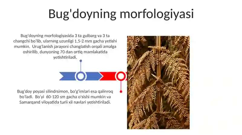 Bug'doy turlari 3