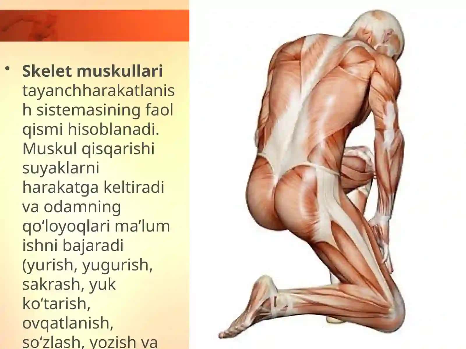 7- §.Muskullar 3