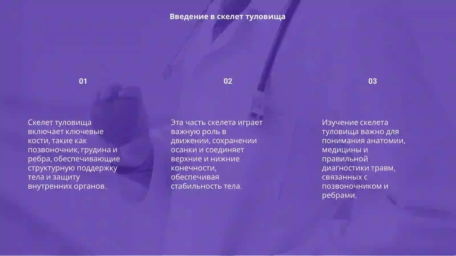 Скелет туловища 3