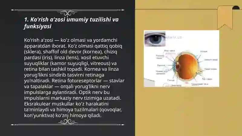 Ko'rish a'zosi 3