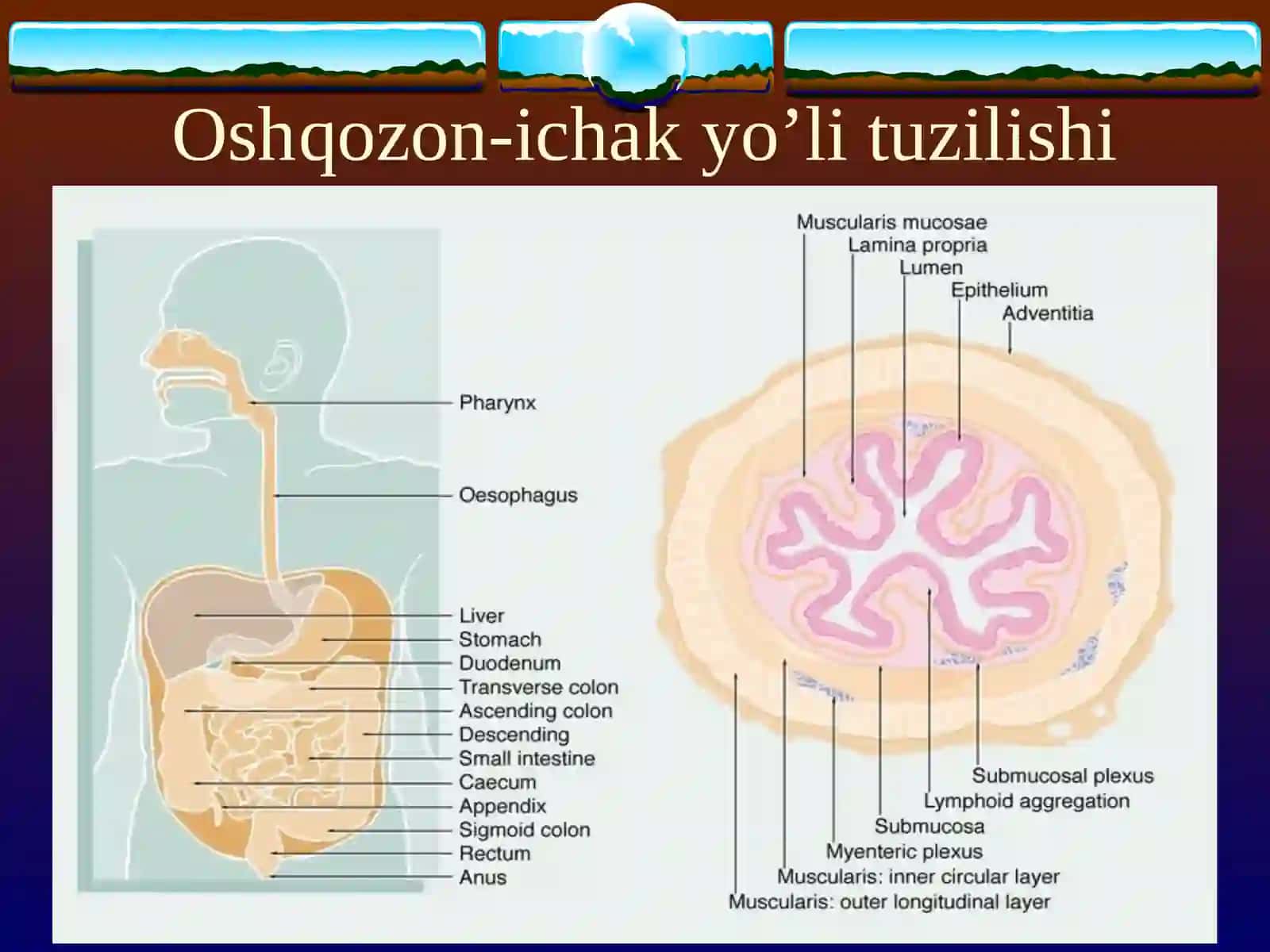 SURUNKALI ENTERIT SURUNKALI KOLIT 3