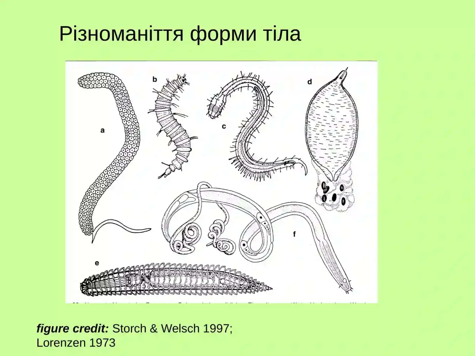 Тип NematodaКруглі черви 3