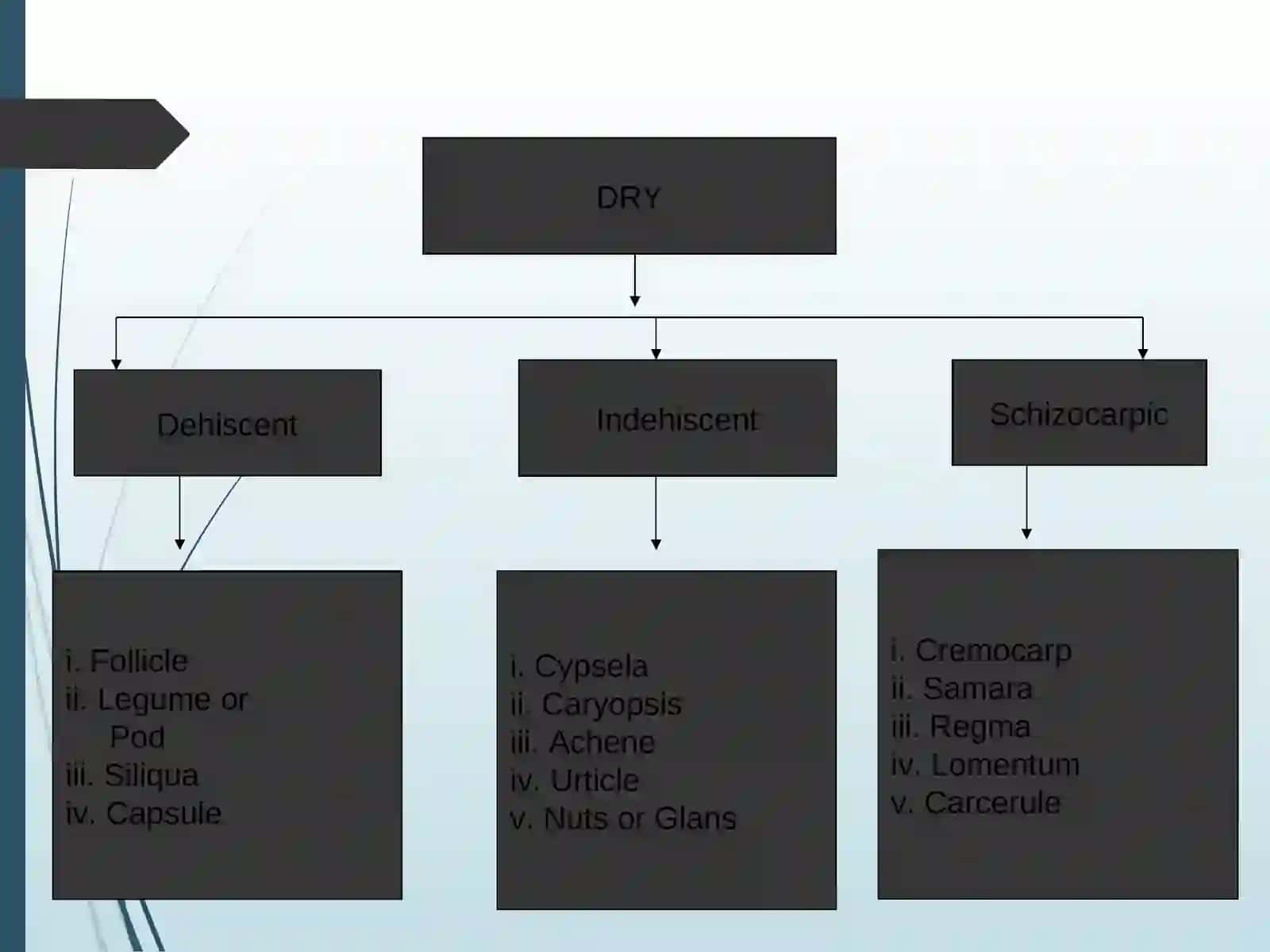 Lecture on fruit 3