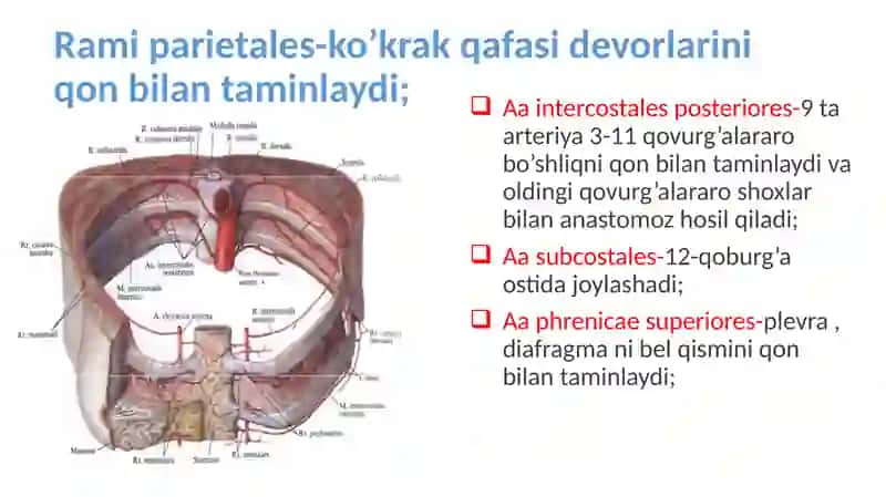 Truncus celiacus 3