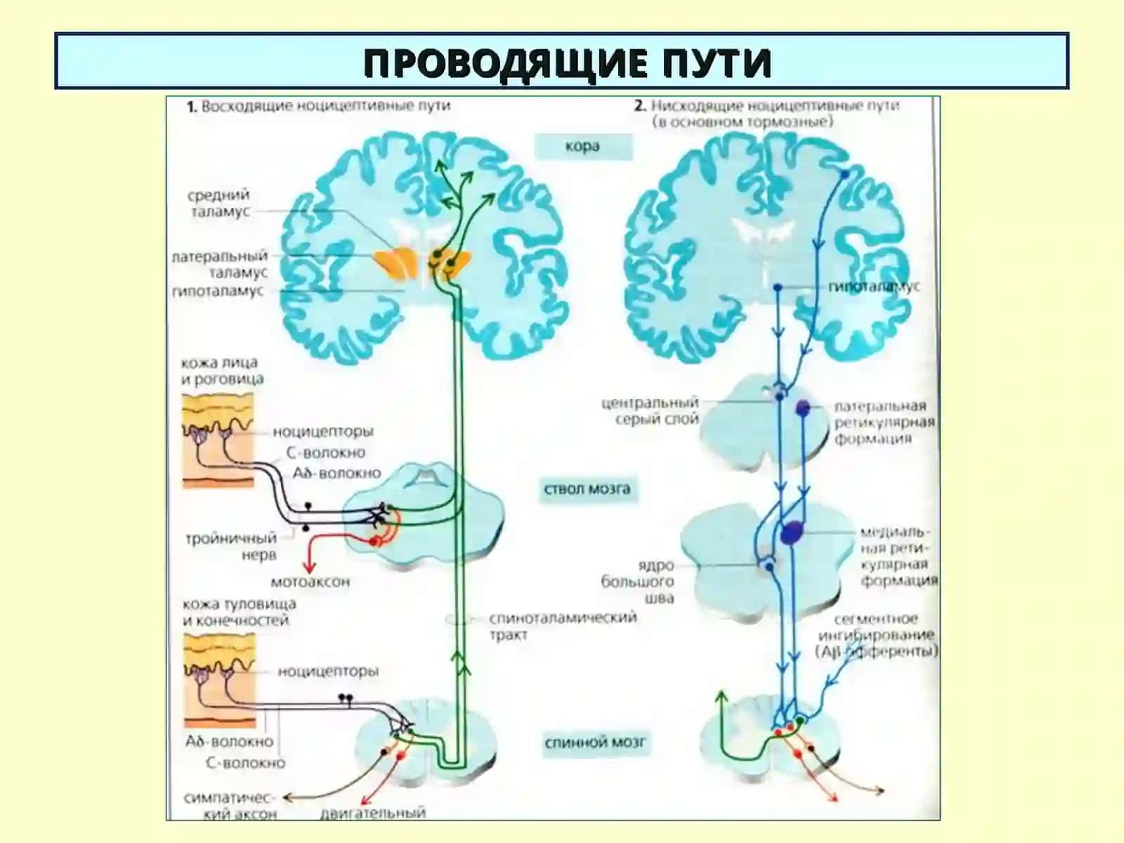 ПРОВОДЯЩИЕ ПУТИ 3