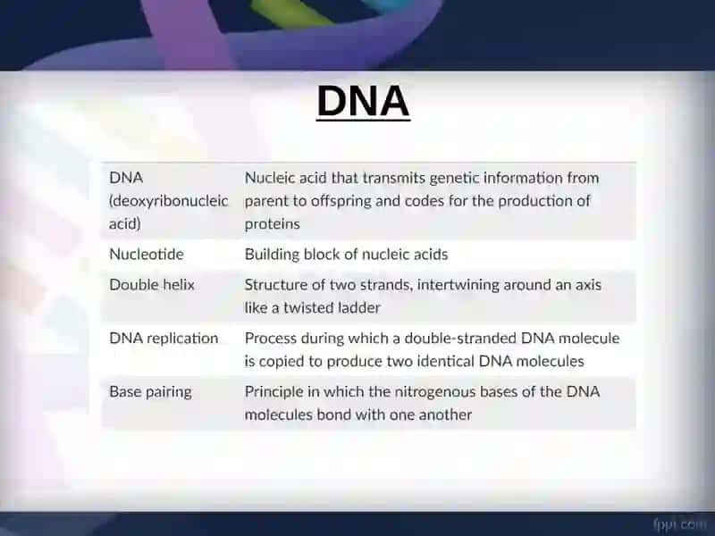 DNA Structure 3