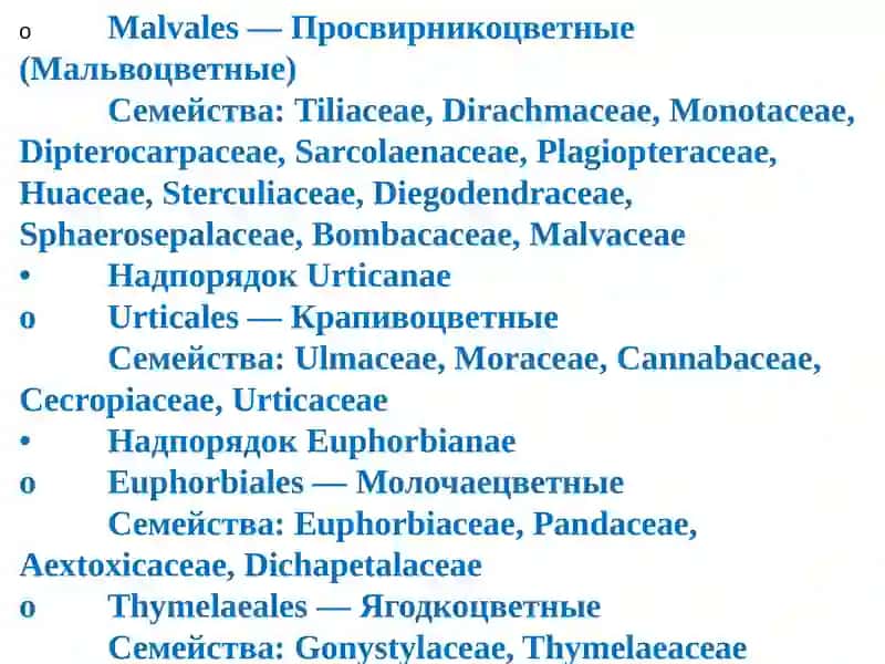 Gulxayrinamolar – Malvales 3