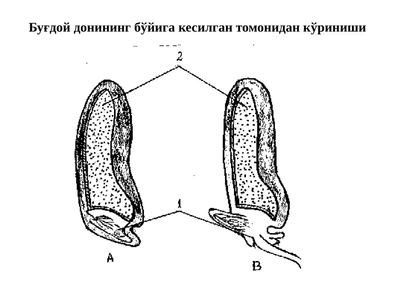 Фитогормонлар 3