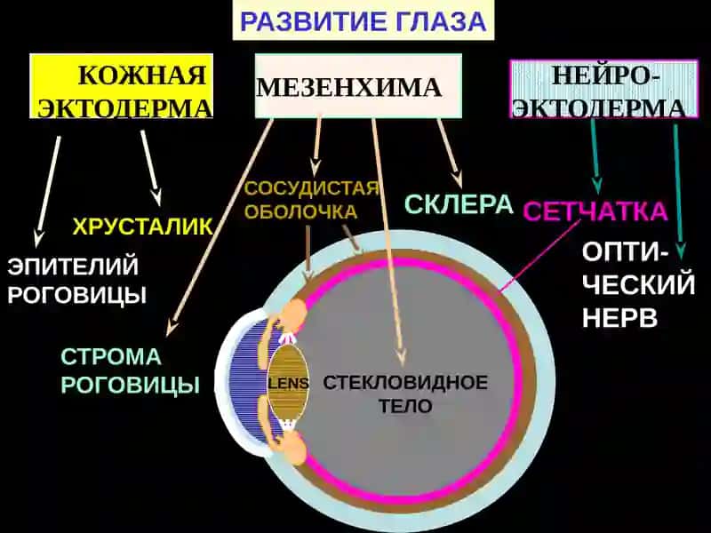 ОРГАНЫ ЧУВСТВ 3
