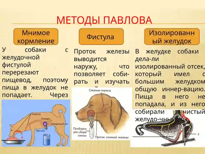 Пишеварительная система 3