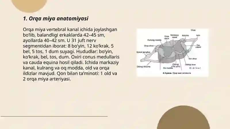 Orqa miya anatomiyasi 3